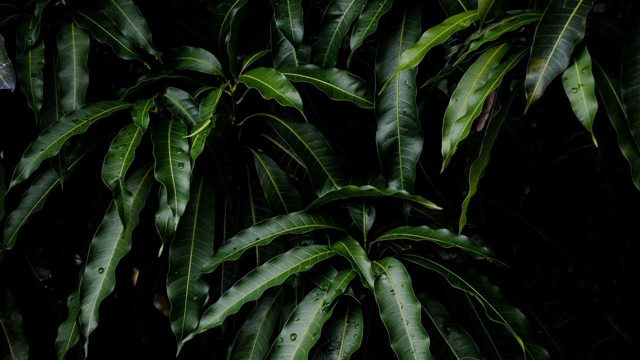 Jungle Leaves Wallpapers Top Free Jungle Leaves Backgrounds
