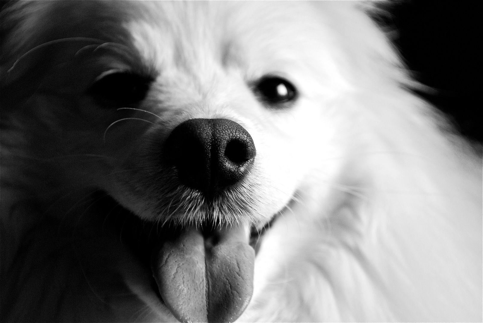 Black and White Dog Wallpapers Top Free Black and White Dog