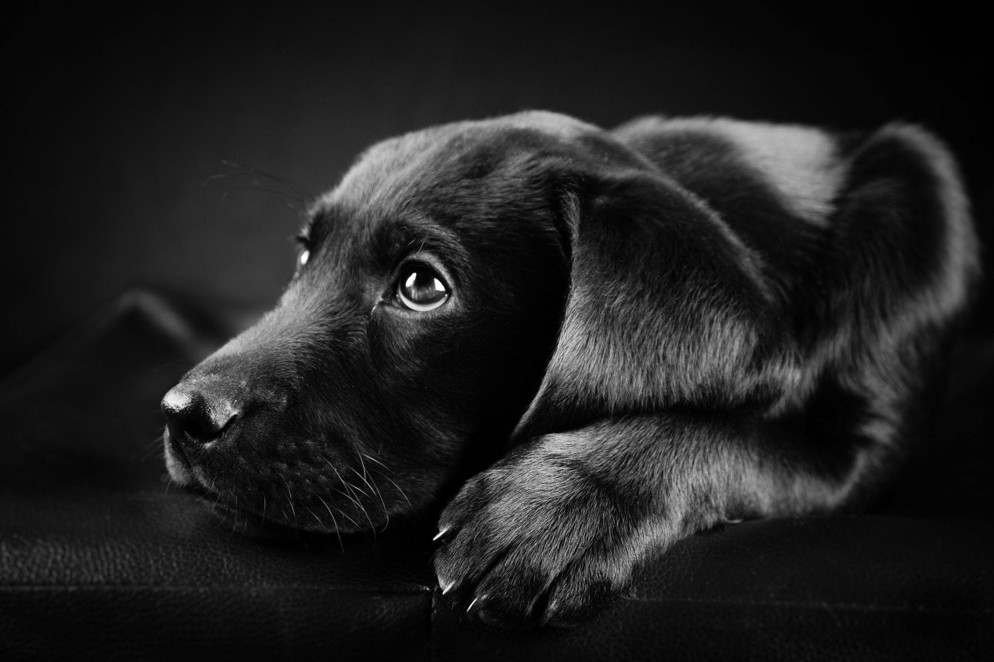 Black And White Dog Wallpaper