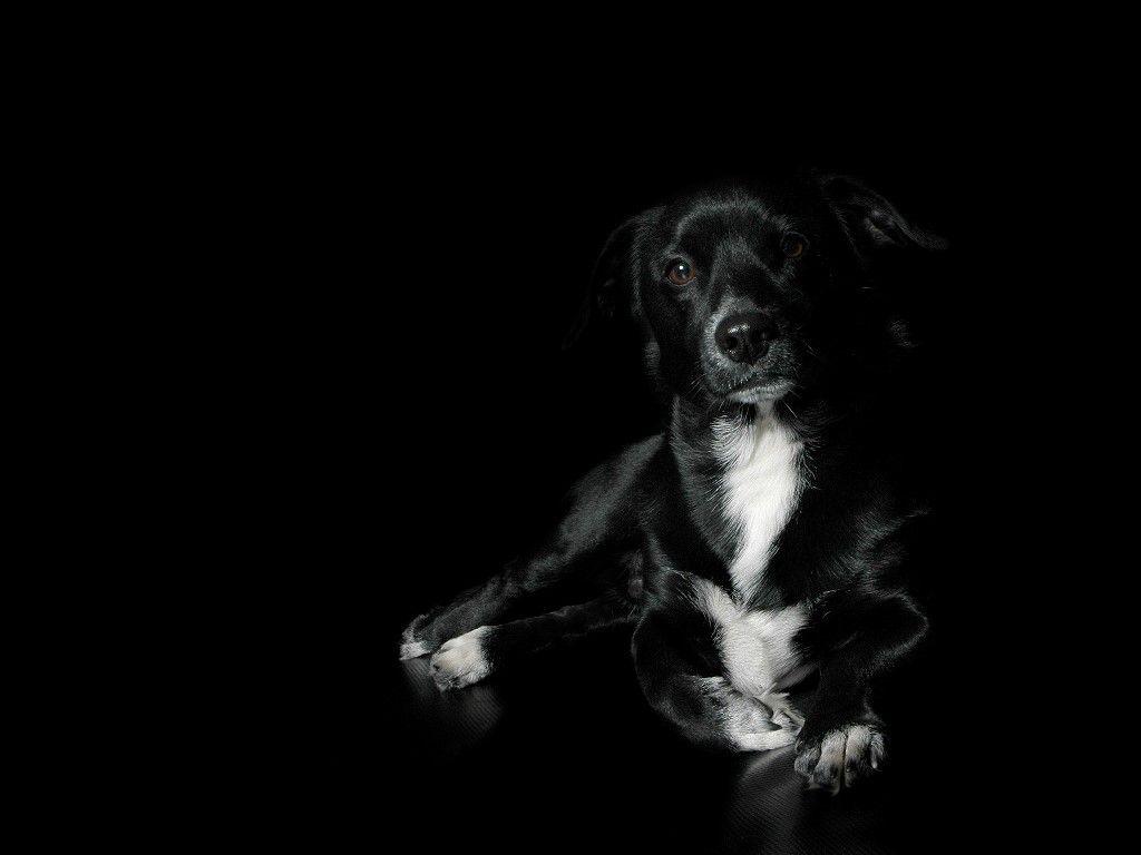 Black and White Dog Wallpapers Top Free Black and White Dog