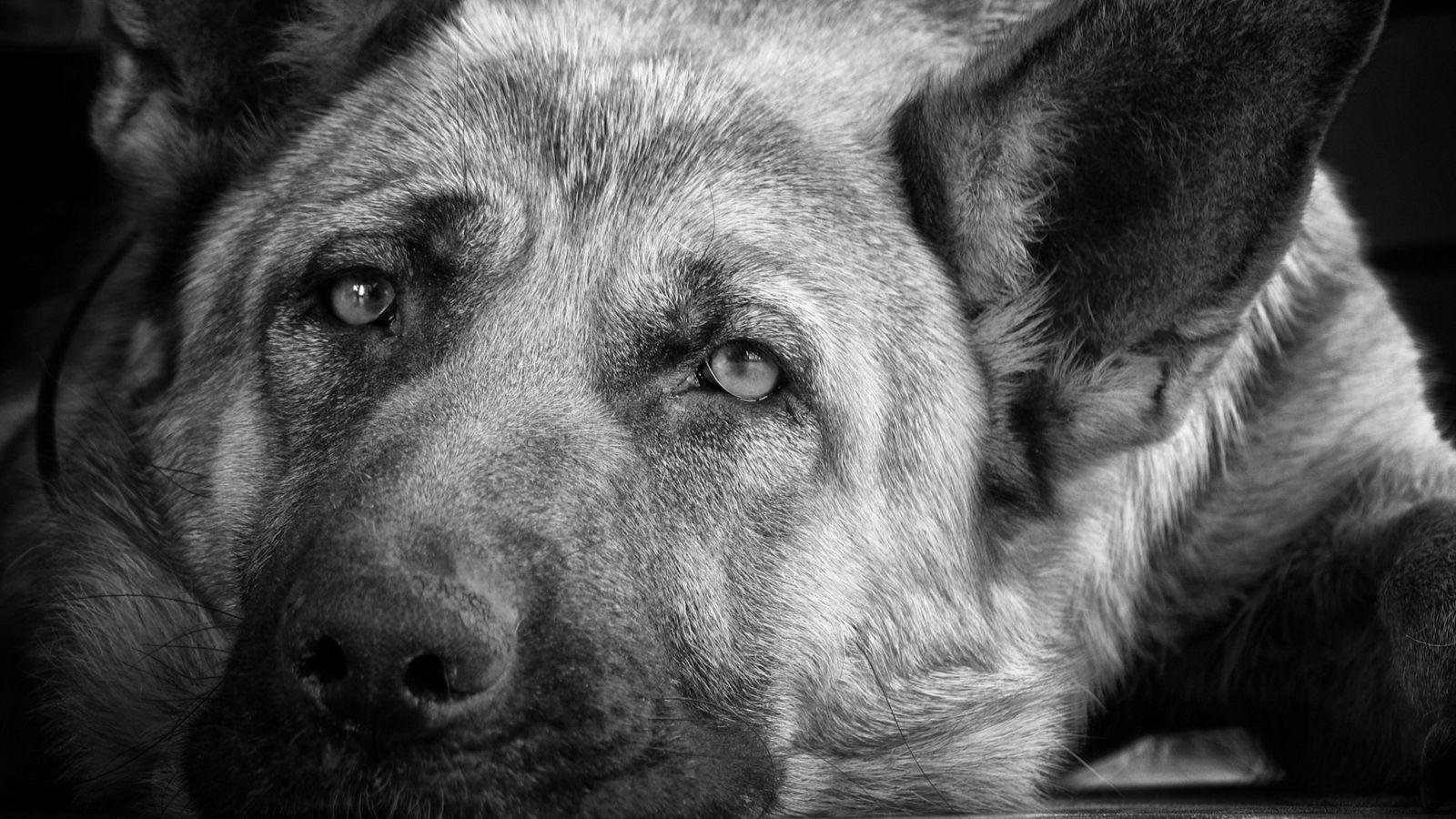 Black and White Dog Wallpapers Top Free Black and White Dog