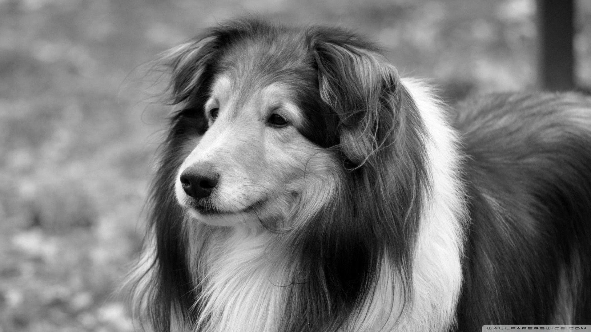 Black and White Dog Wallpapers Top Free Black and White Dog