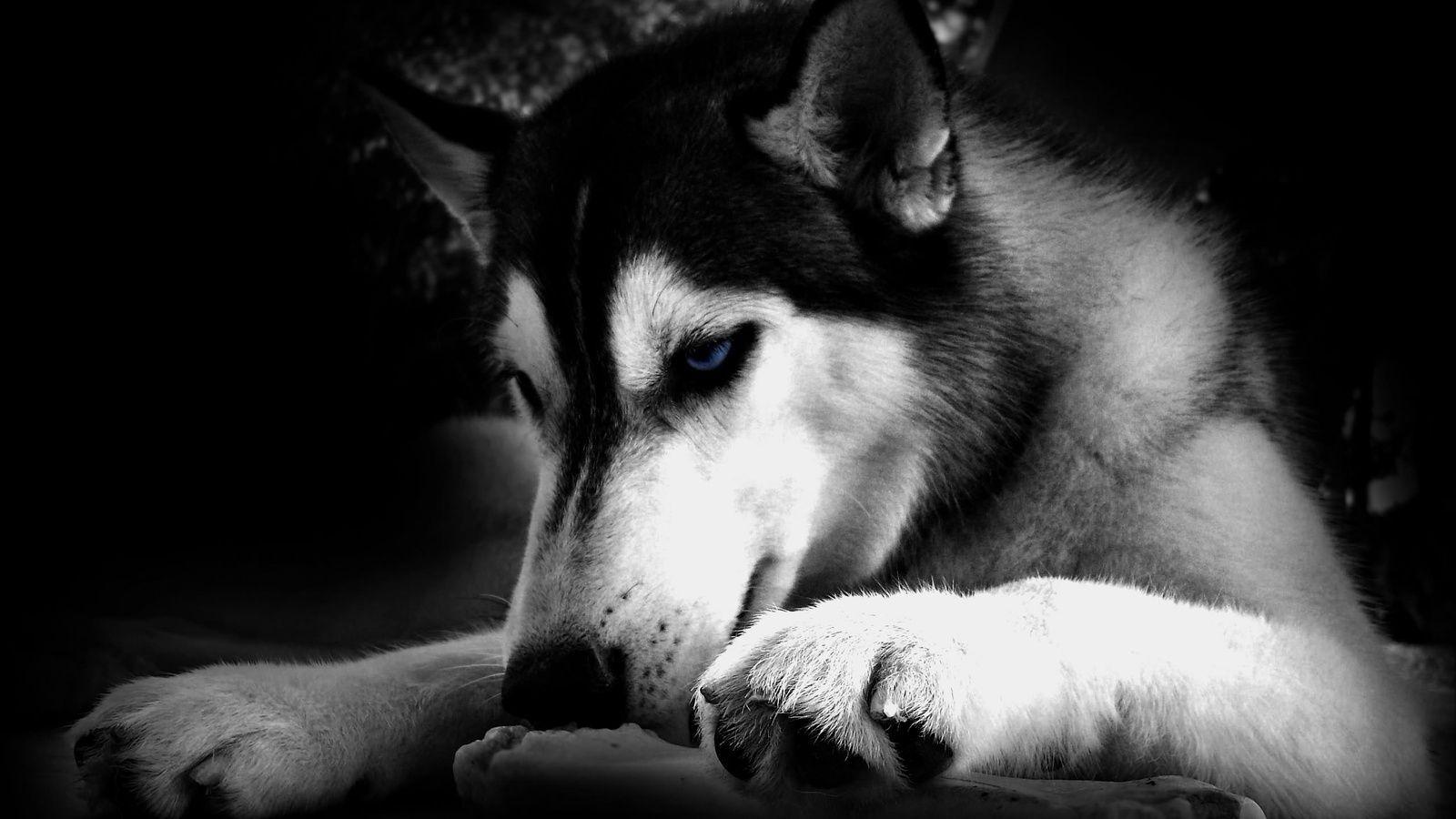 Black and White Dog Wallpapers Top Free Black and White Dog