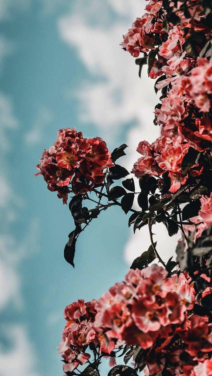 Indie Flower Wallpapers Top Free Indie Flower Backgrounds