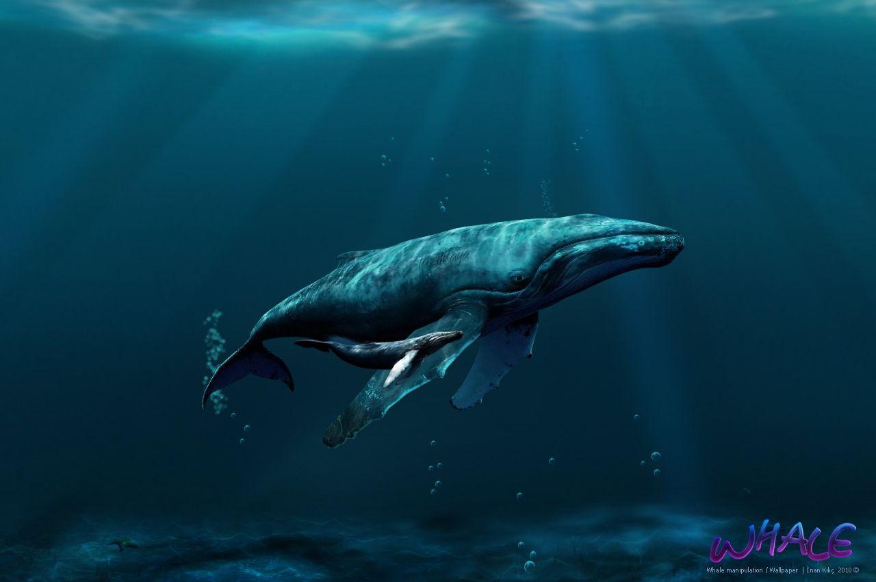 Blue Whale Wallpapers Top Free Blue Whale Backgrounds WallpaperAccess