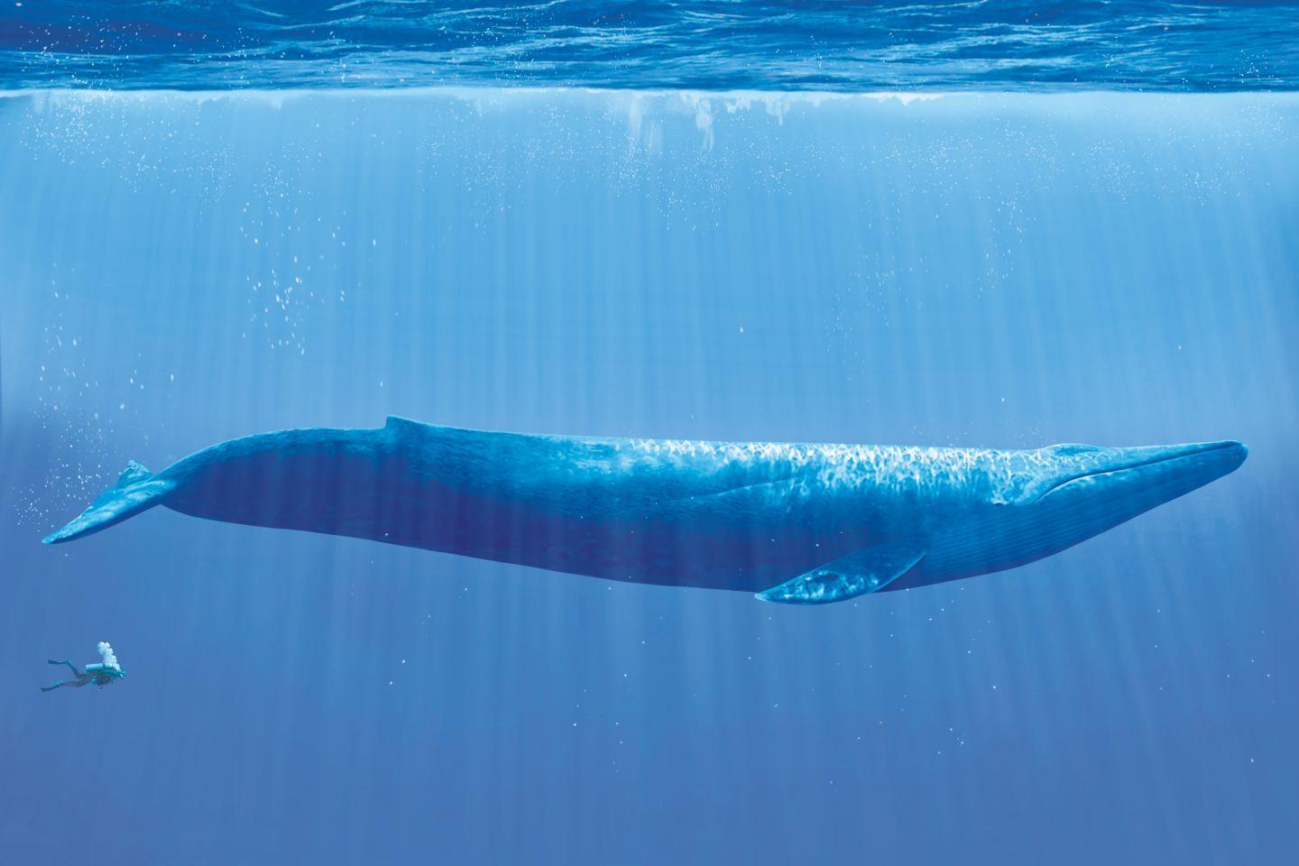 Blue Whale Wallpapers Top Free Blue Whale Backgrounds WallpaperAccess