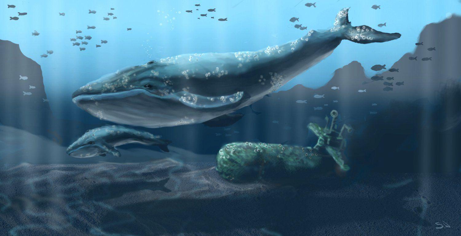 Blue Whale Wallpapers Top Free Blue Whale Backgrounds WallpaperAccess