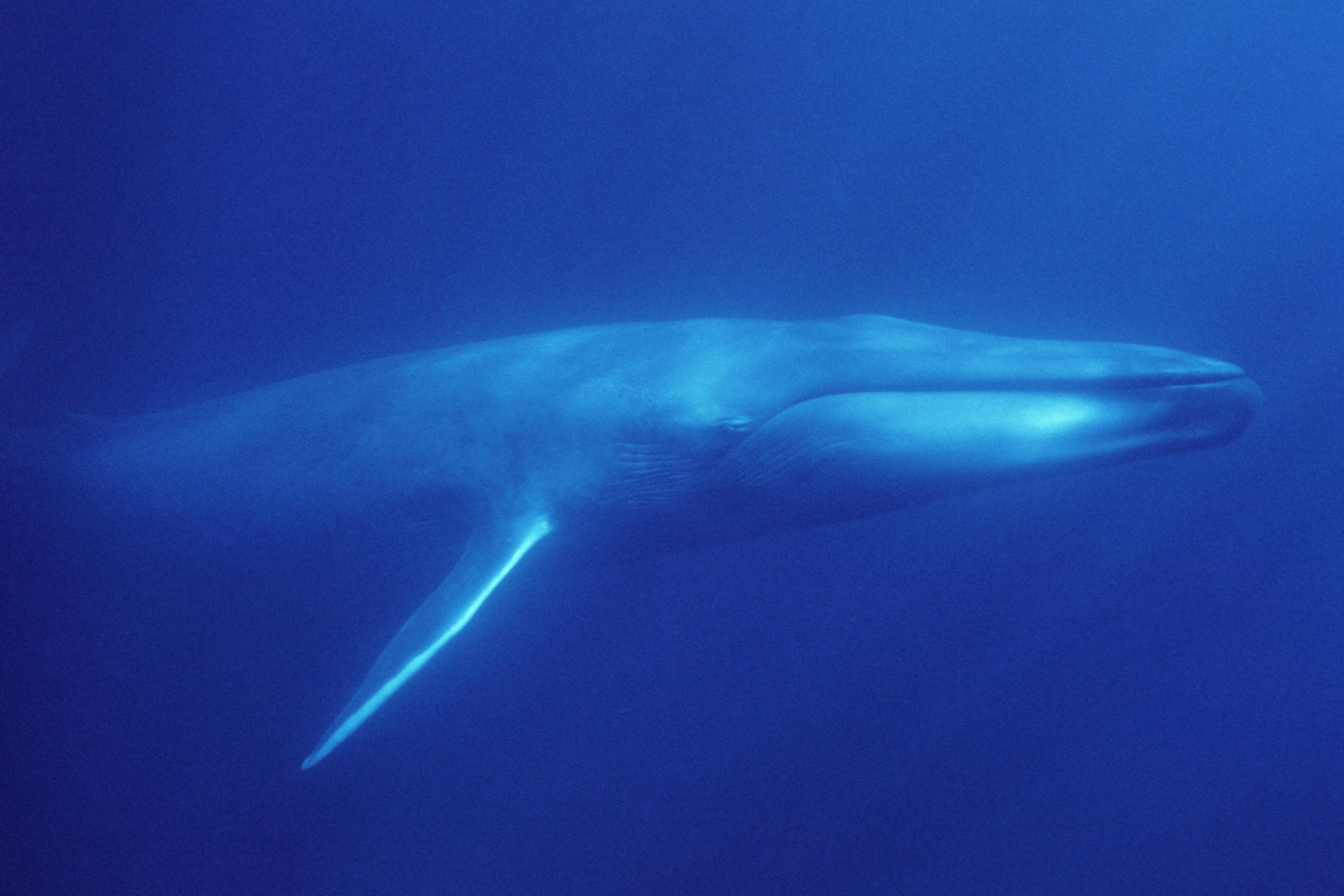 Blue Whale Wallpapers Top Free Blue Whale Backgrounds WallpaperAccess