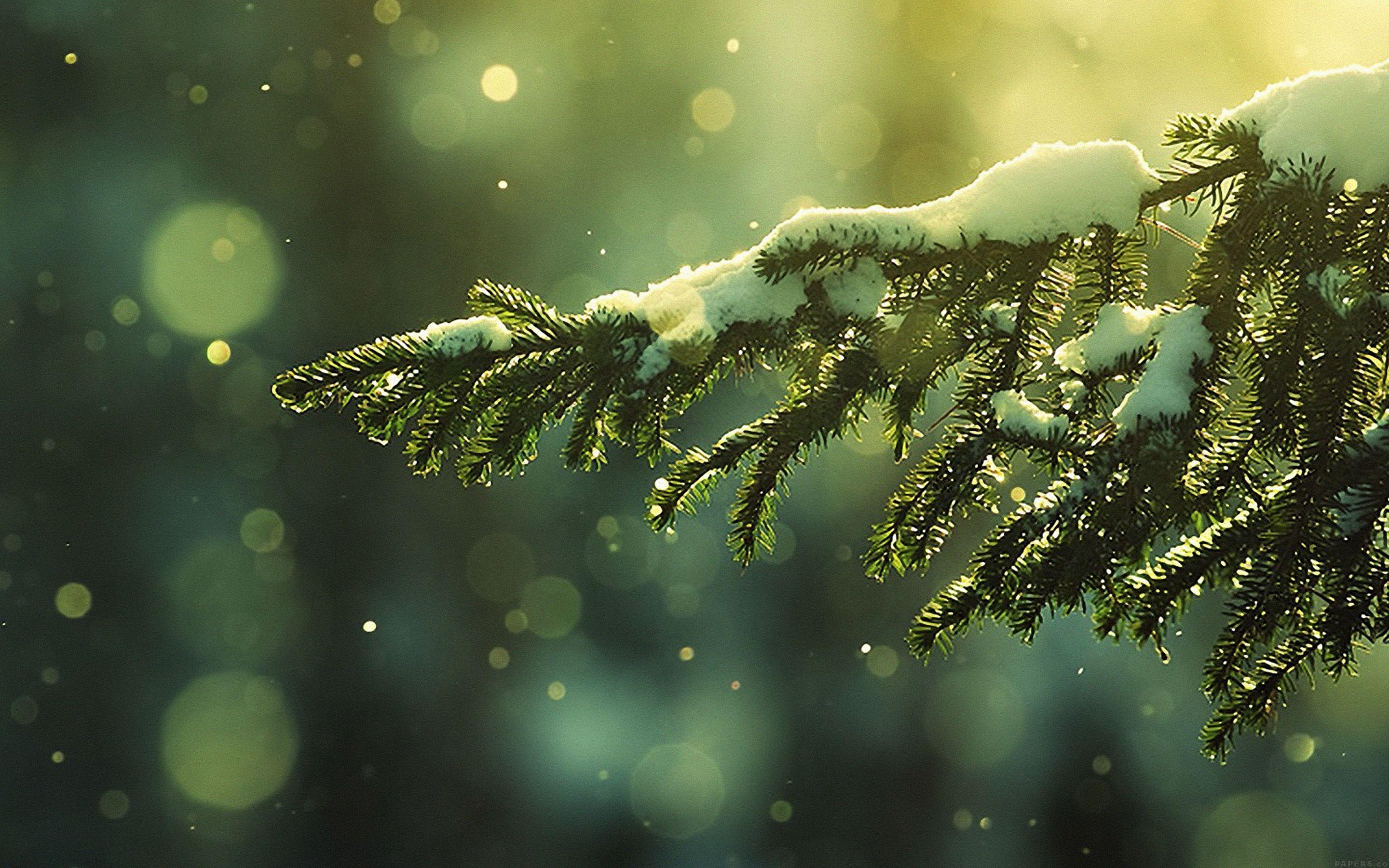 Christmas Nature Wallpapers Top Free Christmas Nature Backgrounds