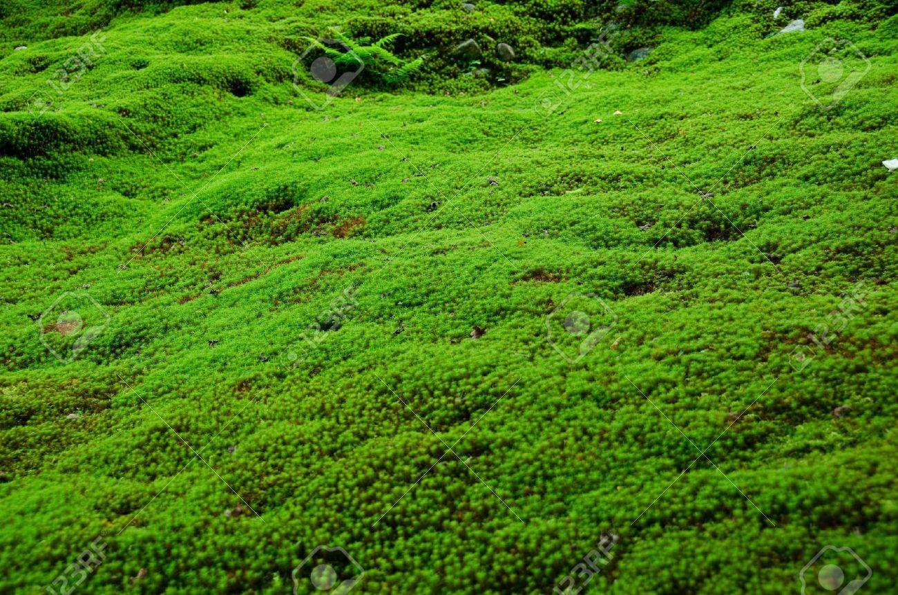 Moss Wallpapers Top Free Moss Backgrounds WallpaperAccess