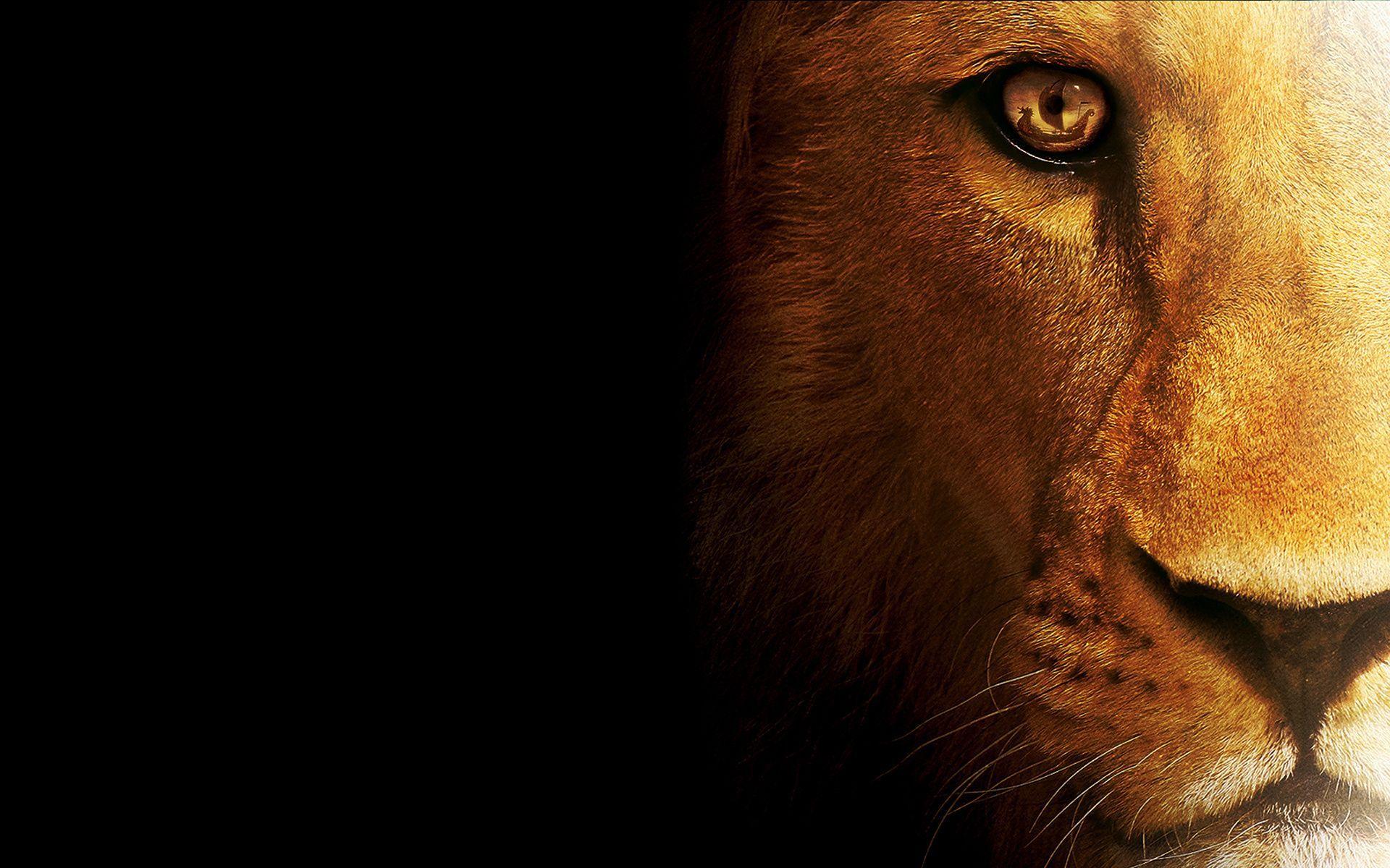 Lion Eyes Wallpapers Top Free Lion Eyes Backgrounds WallpaperAccess