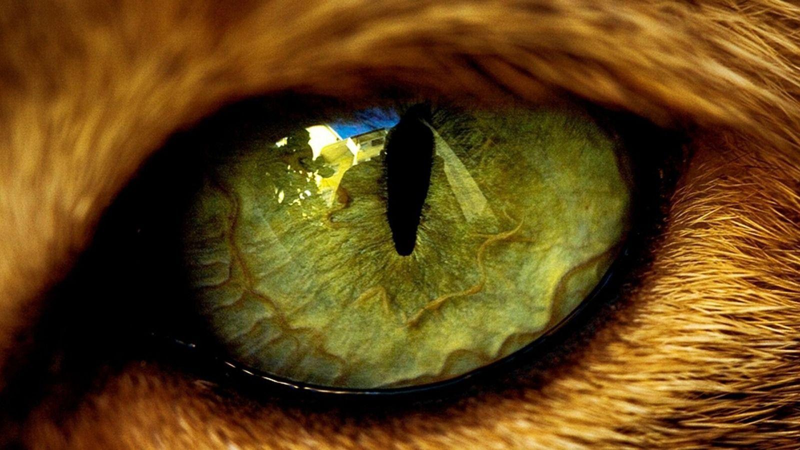 Lion Eyes Wallpapers Top Free Lion Eyes Backgrounds WallpaperAccess