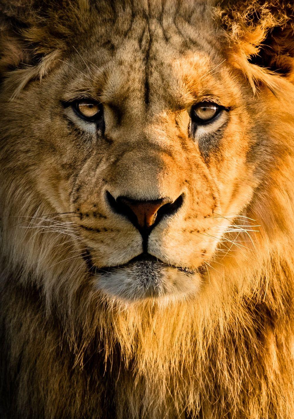 Beautiful Lion Wallpapers Top Free Beautiful Lion Backgrounds