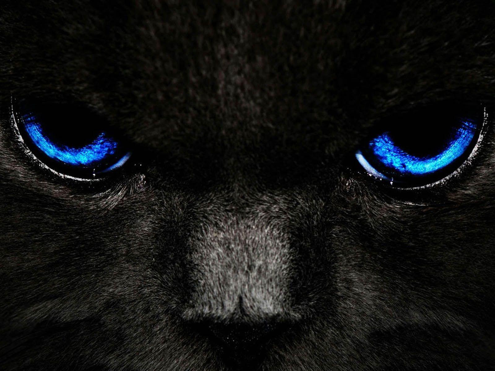 Blue Cat Wallpapers Top Free Blue Cat Backgrounds WallpaperAccess