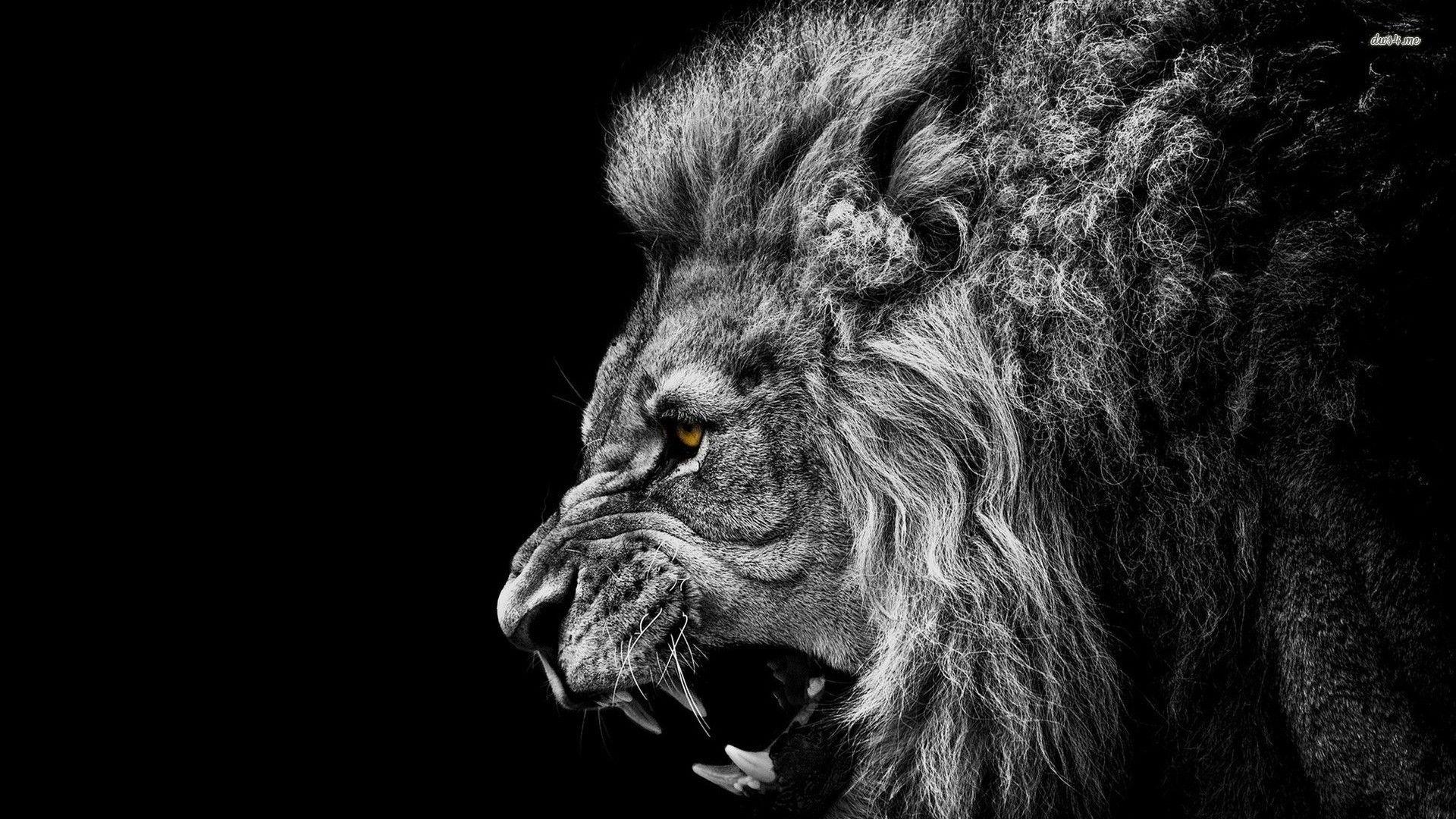 Lion Roaring 4K Ultra HD Wallpapers Top Free Lion Roaring 4K Ultra HD Backgrounds