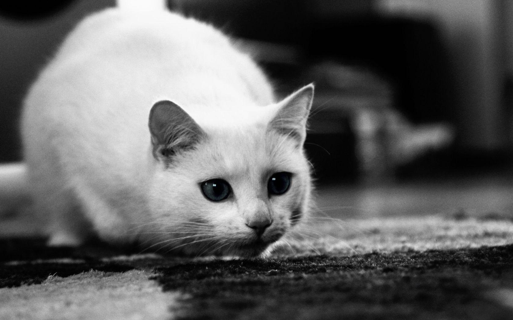 Black and White Cat Wallpapers Top Free Black and White Cat