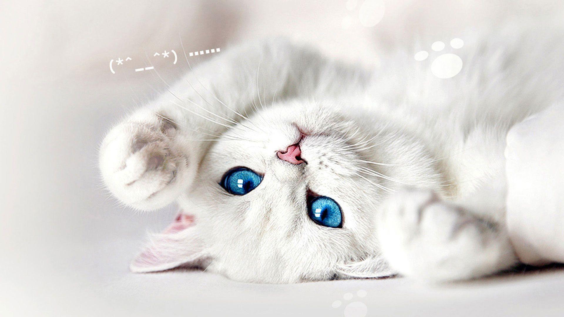White Cat Wallpaper Hd PetsWall