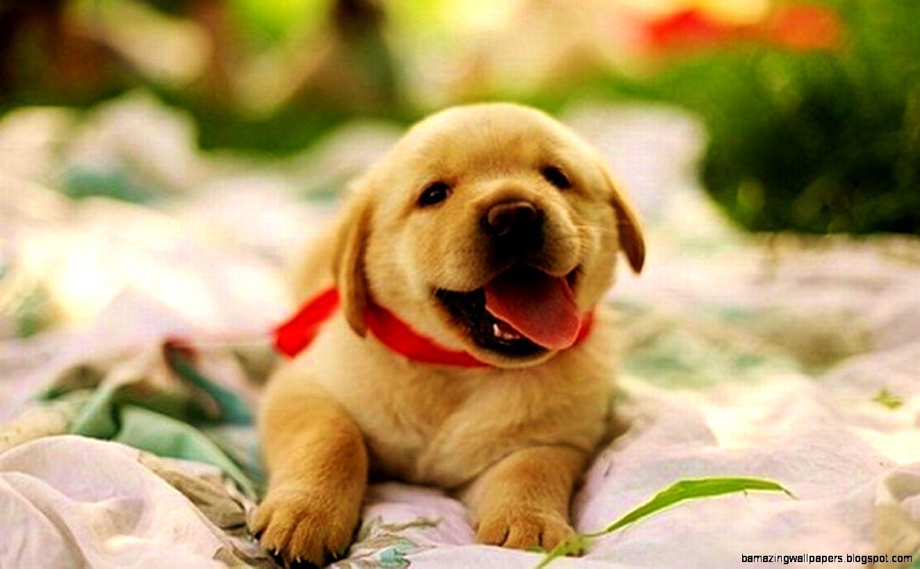Cute Baby Puppies Wallpapers Top Free Cute Baby Puppies Backgrounds
