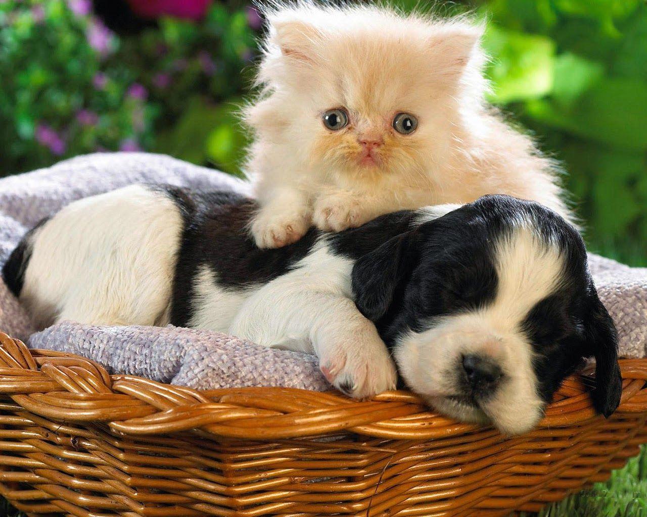 Baby Cats and Dogs Wallpapers Top Free Baby Cats and Dogs Backgrounds WallpaperAccess