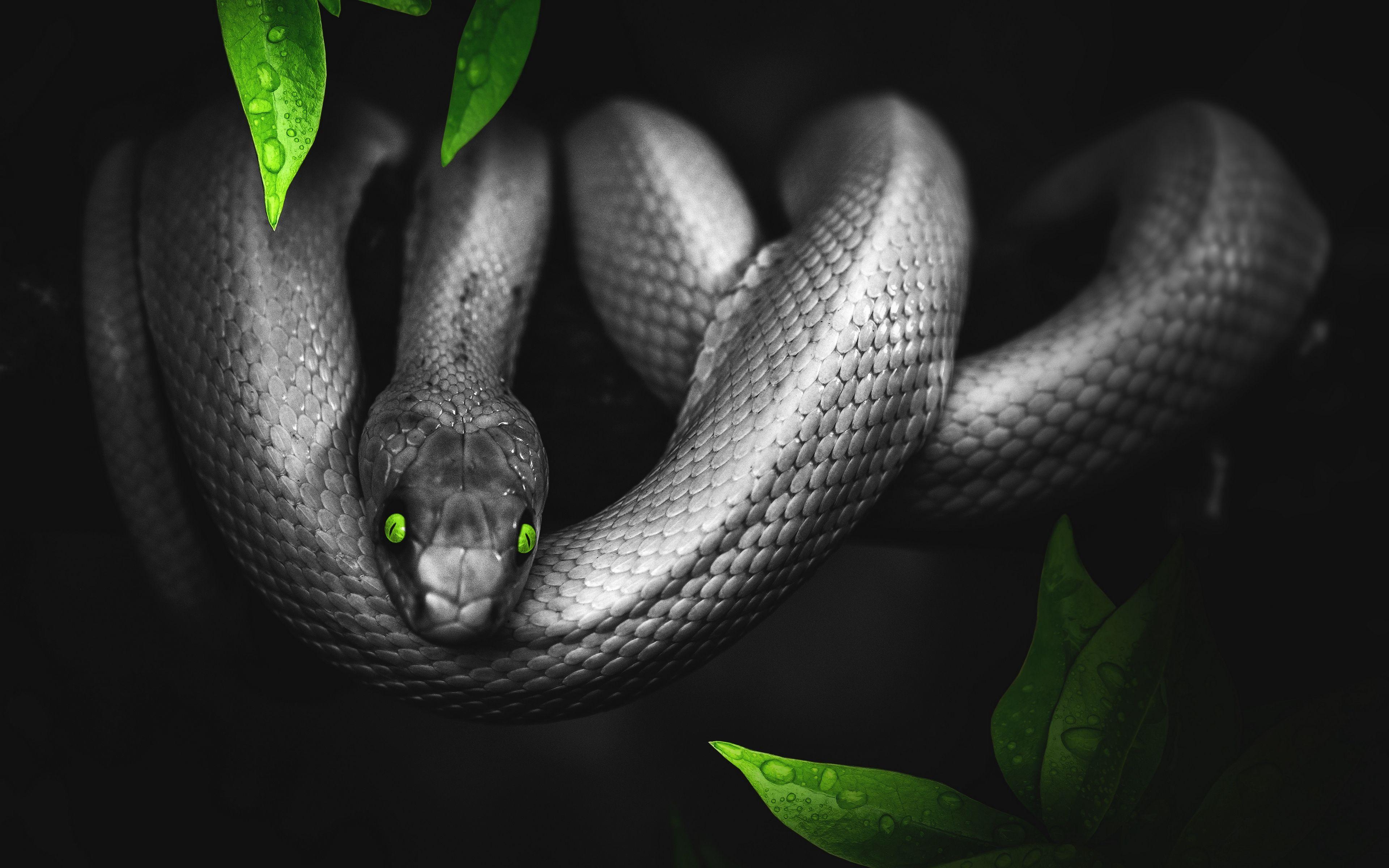 4K Snake Wallpapers Top Free 4K Snake Backgrounds WallpaperAccess