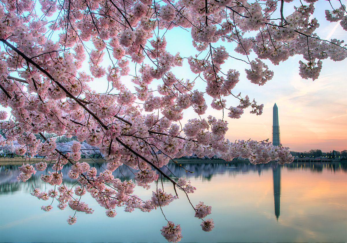 Washington DC Cherry Blossom Wallpapers Top Free Washington DC Cherry