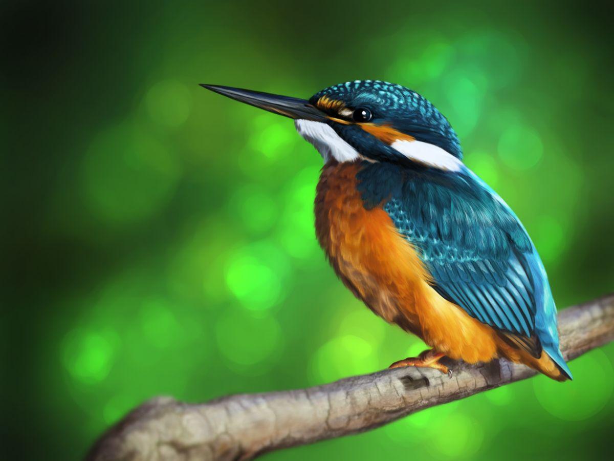 Kingfisher Wallpapers Top Free Kingfisher Backgrounds WallpaperAccess
