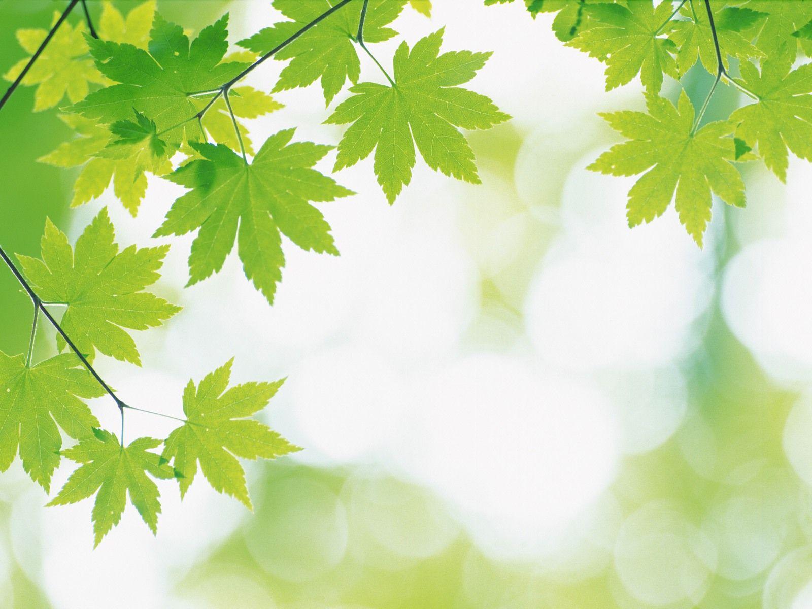 Soft Green Wallpapers Top Free Soft Green Backgrounds WallpaperAccess