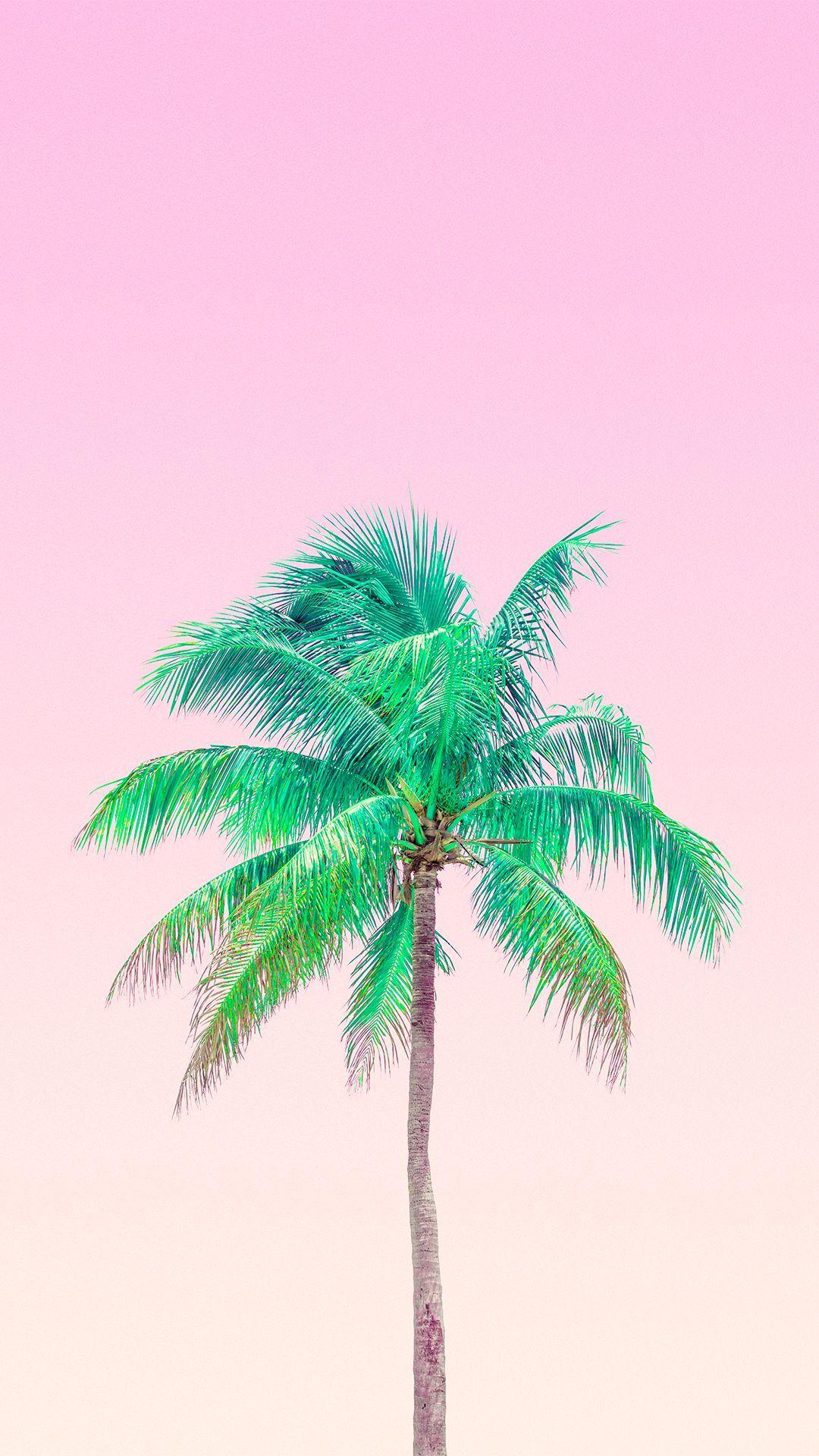 Pink Palm Wallpapers Top Free Pink Palm Backgrounds WallpaperAccess