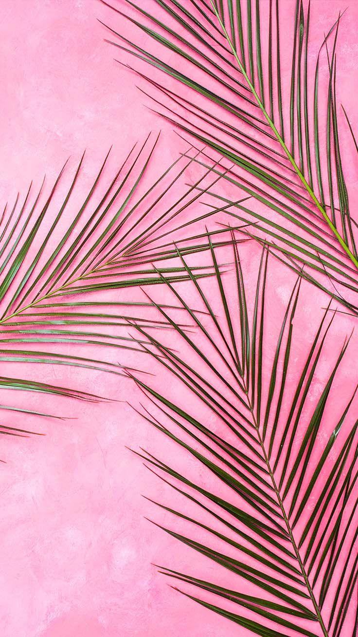 Pink Palm Wallpapers Top Free Pink Palm Backgrounds WallpaperAccess