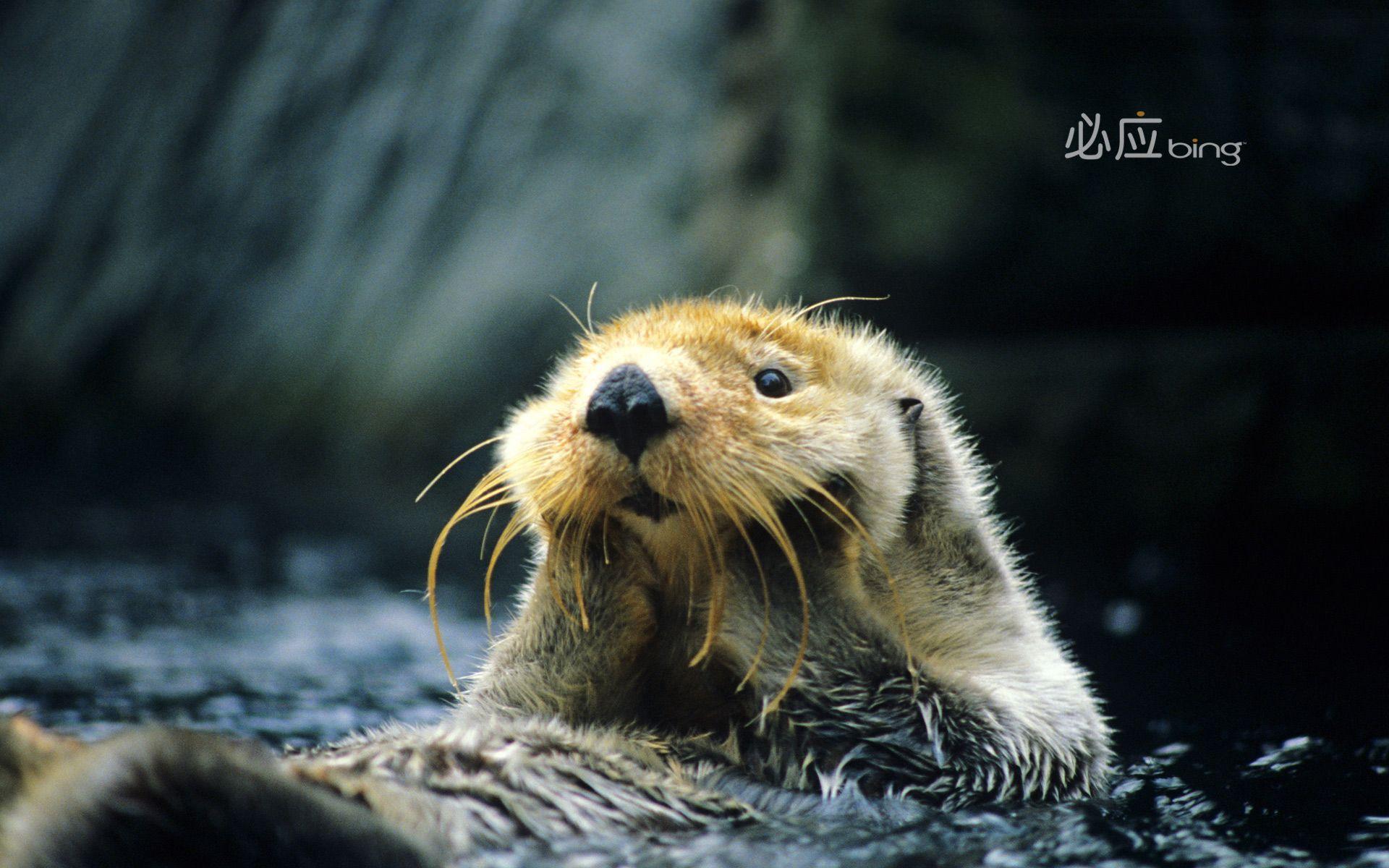 Sea Otter Wallpapers Top Free Sea Otter Backgrounds WallpaperAccess
