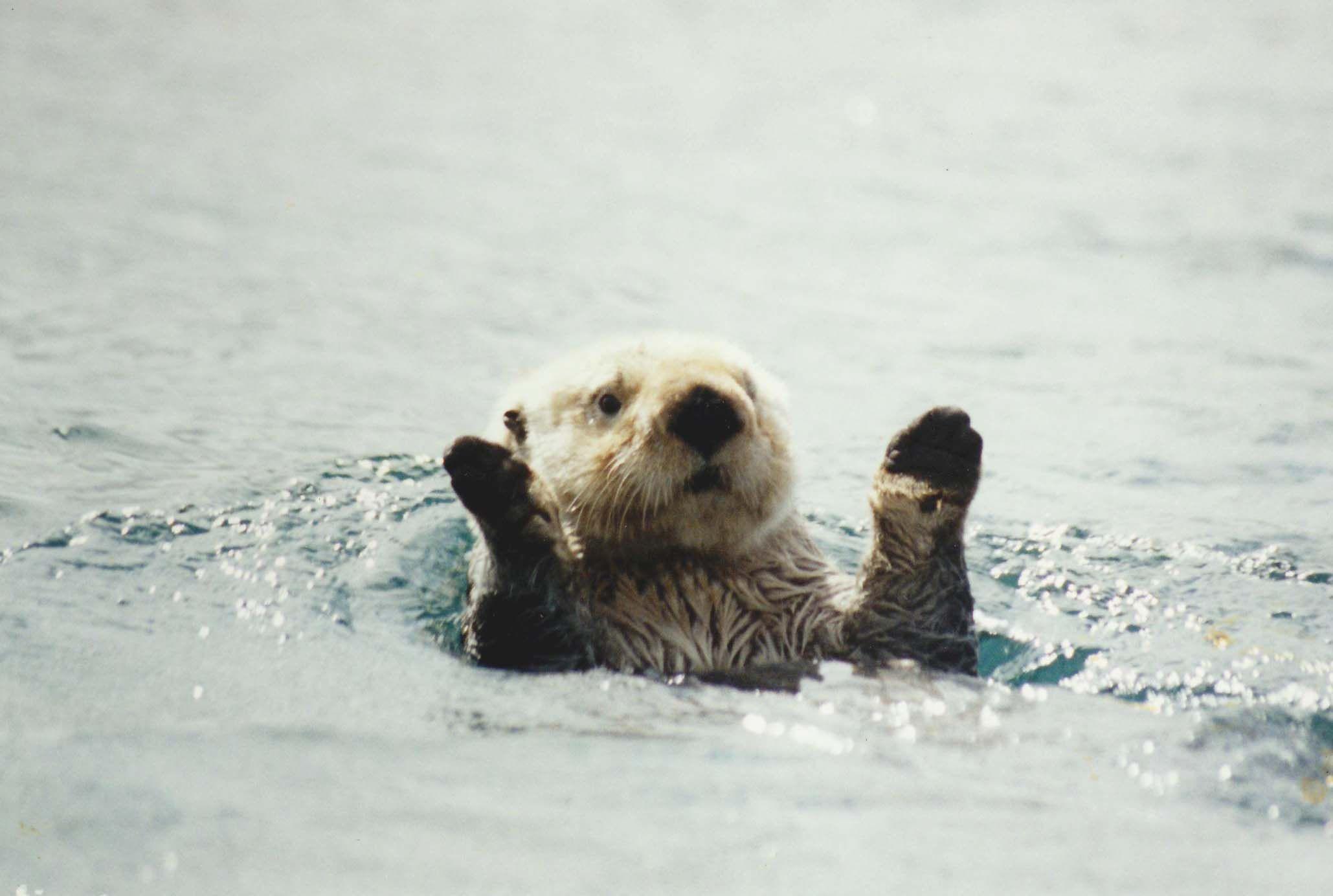 Sea Otter Wallpapers Top Free Sea Otter Backgrounds WallpaperAccess