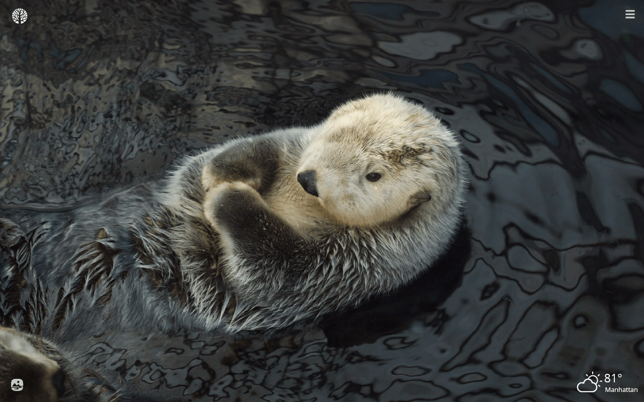 Sea Otter Wallpapers Top Free Sea Otter Backgrounds WallpaperAccess