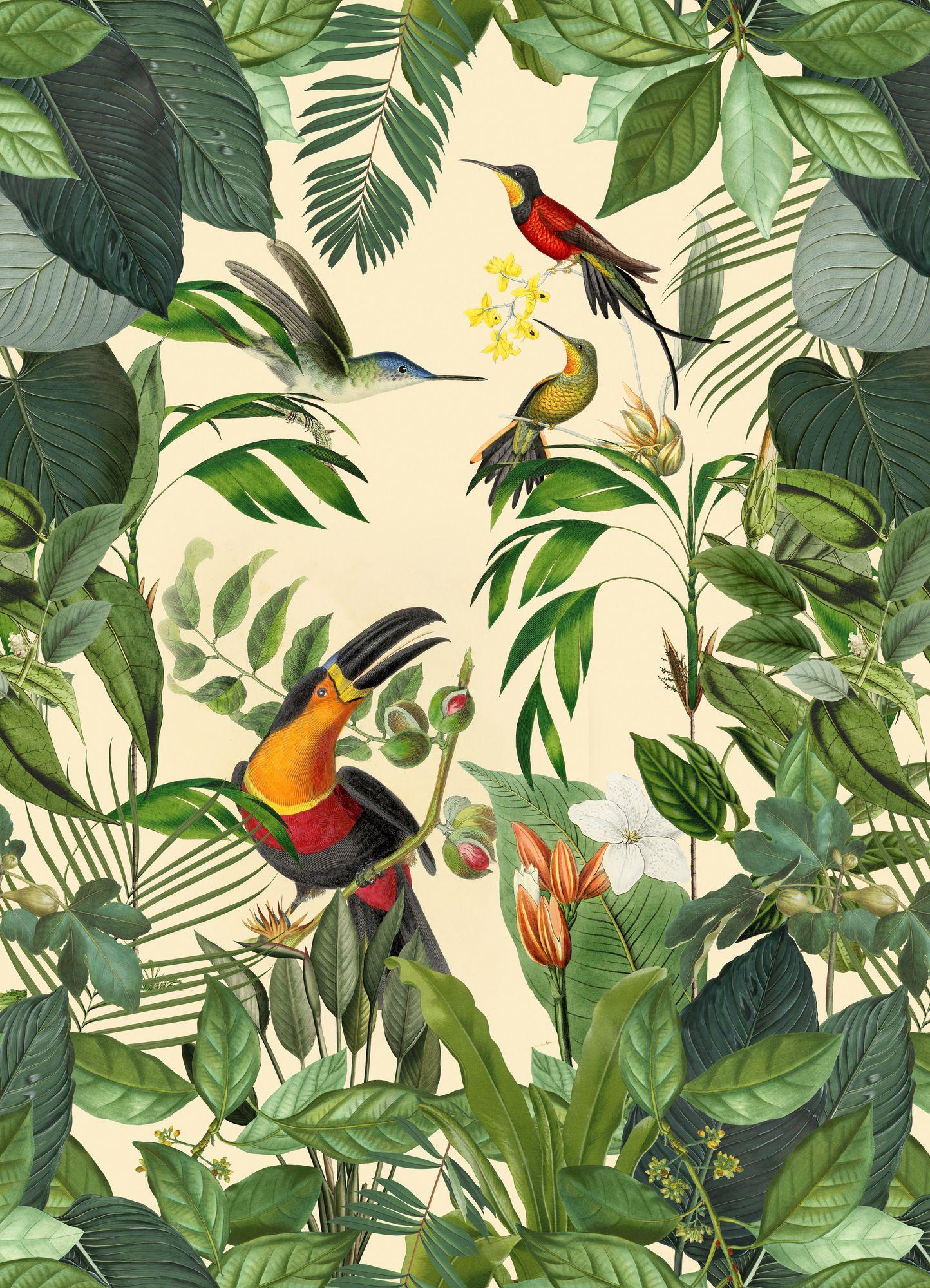 Tropical Birds Wallpapers Top Free Tropical Birds Backgrounds