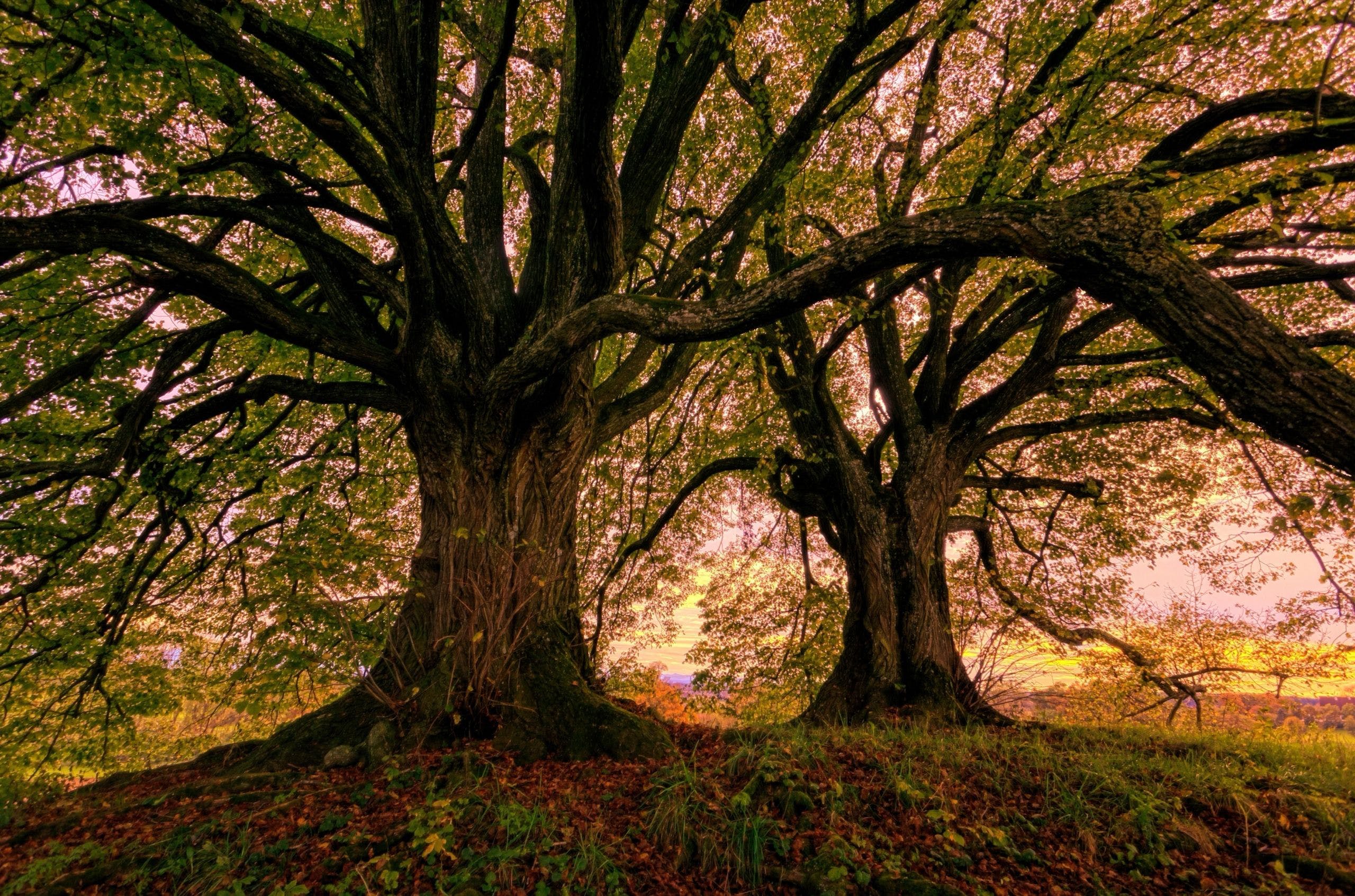Old Tree Wallpapers - Top Free Old Tree Backgrounds - WallpaperAccess