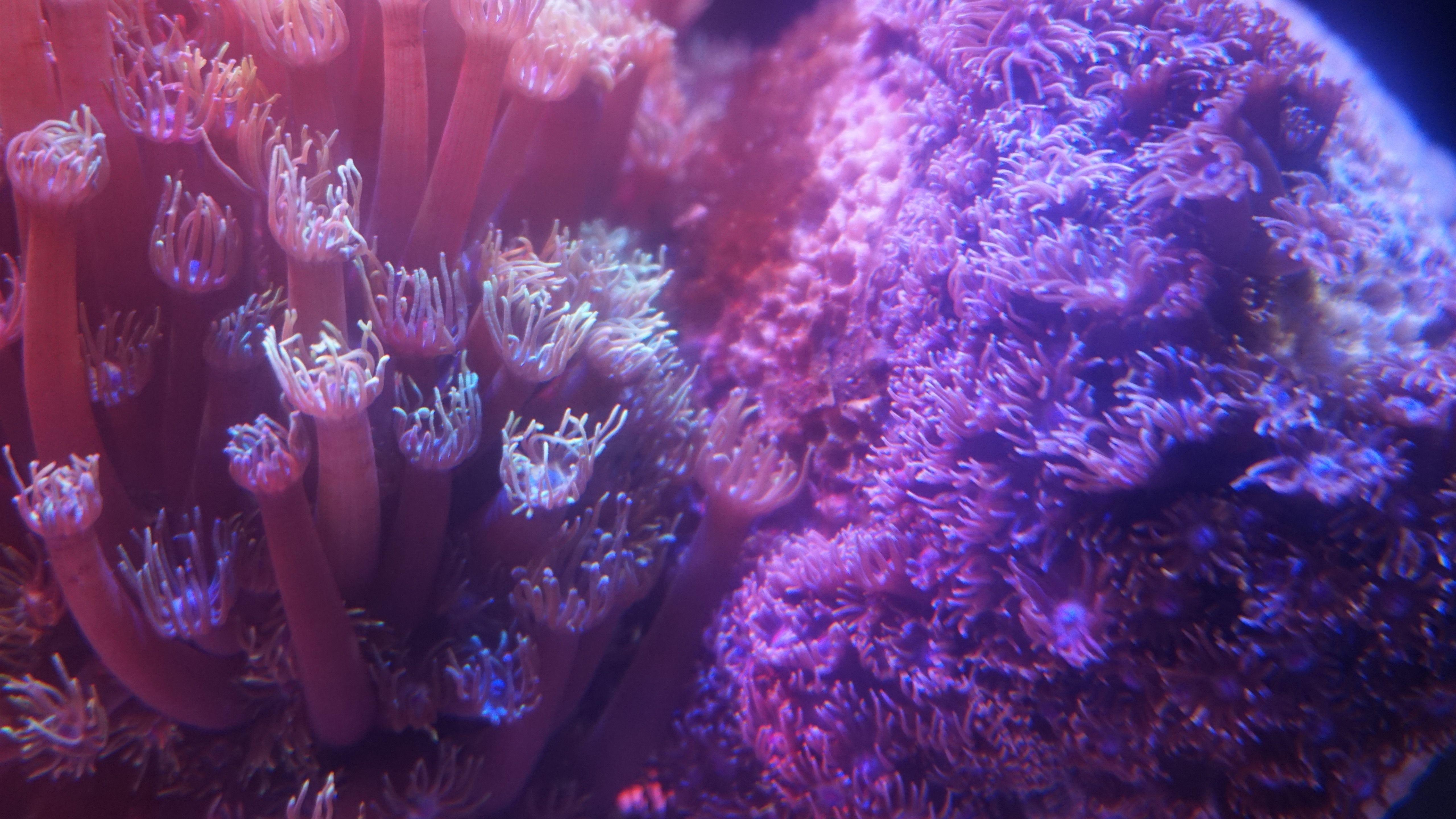 Coral Pink Wallpapers Top Free Coral Pink Backgrounds WallpaperAccess