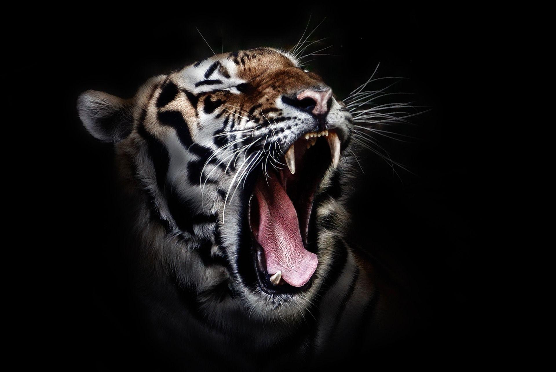 Trippy Tiger Wallpapers Top Free Trippy Tiger Backgrounds