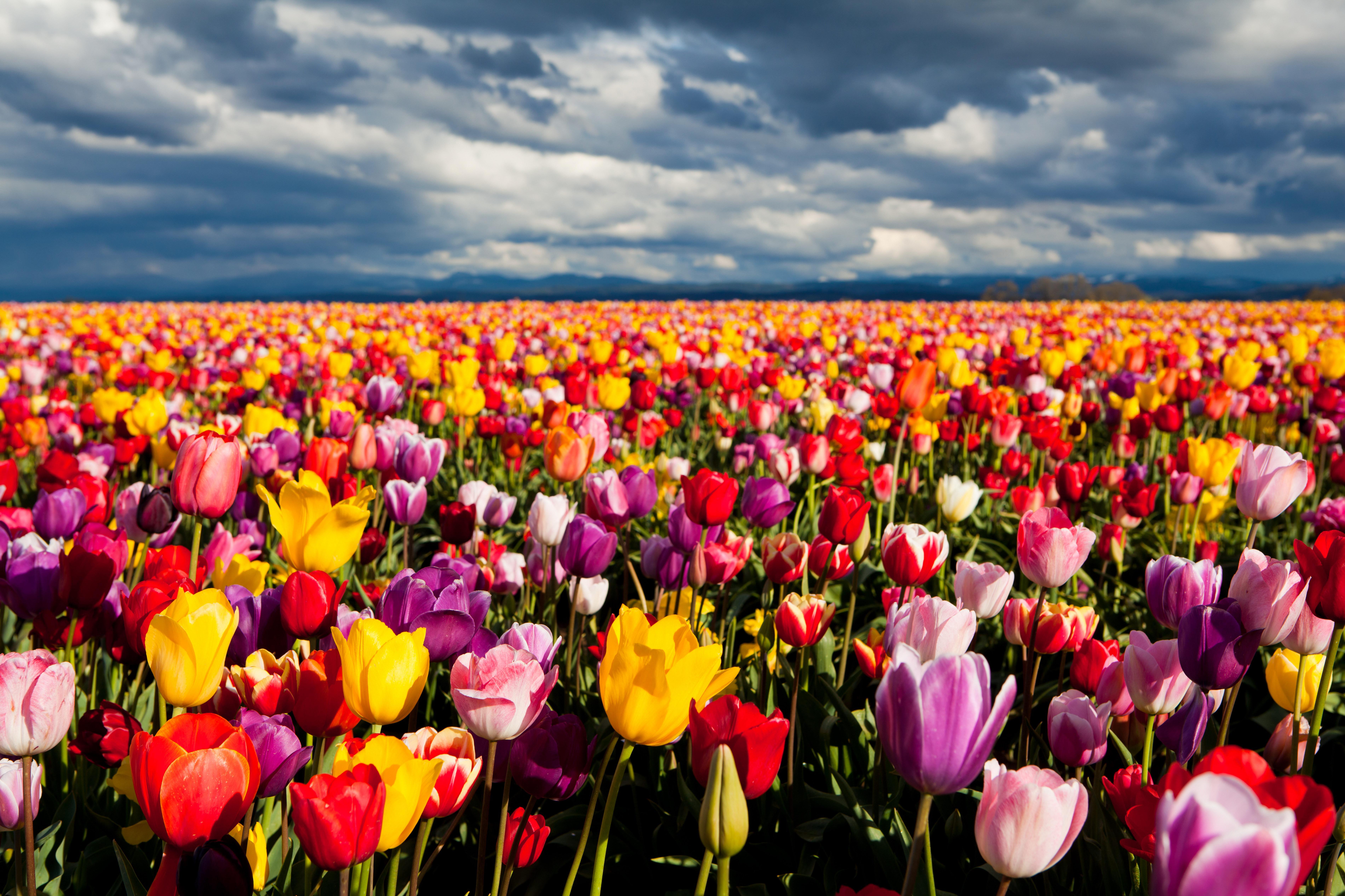 Tulip Garden Wallpapers Top Free Tulip Garden Backgrounds