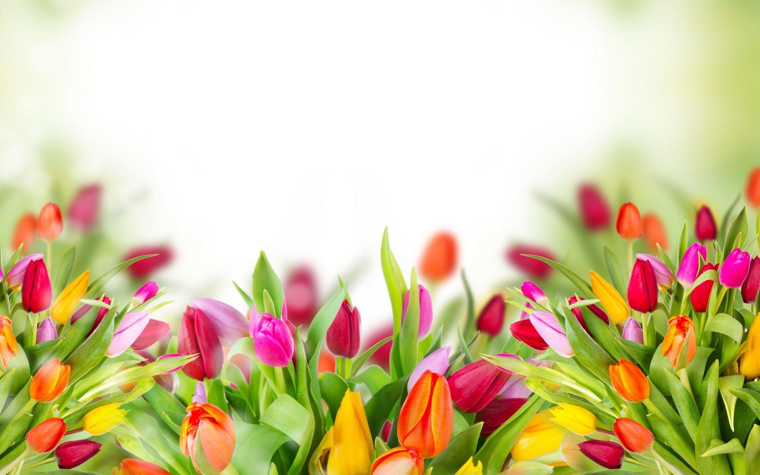 Tulip Flower Wallpapers Top Free Tulip Flower Backgrounds WallpaperAccess