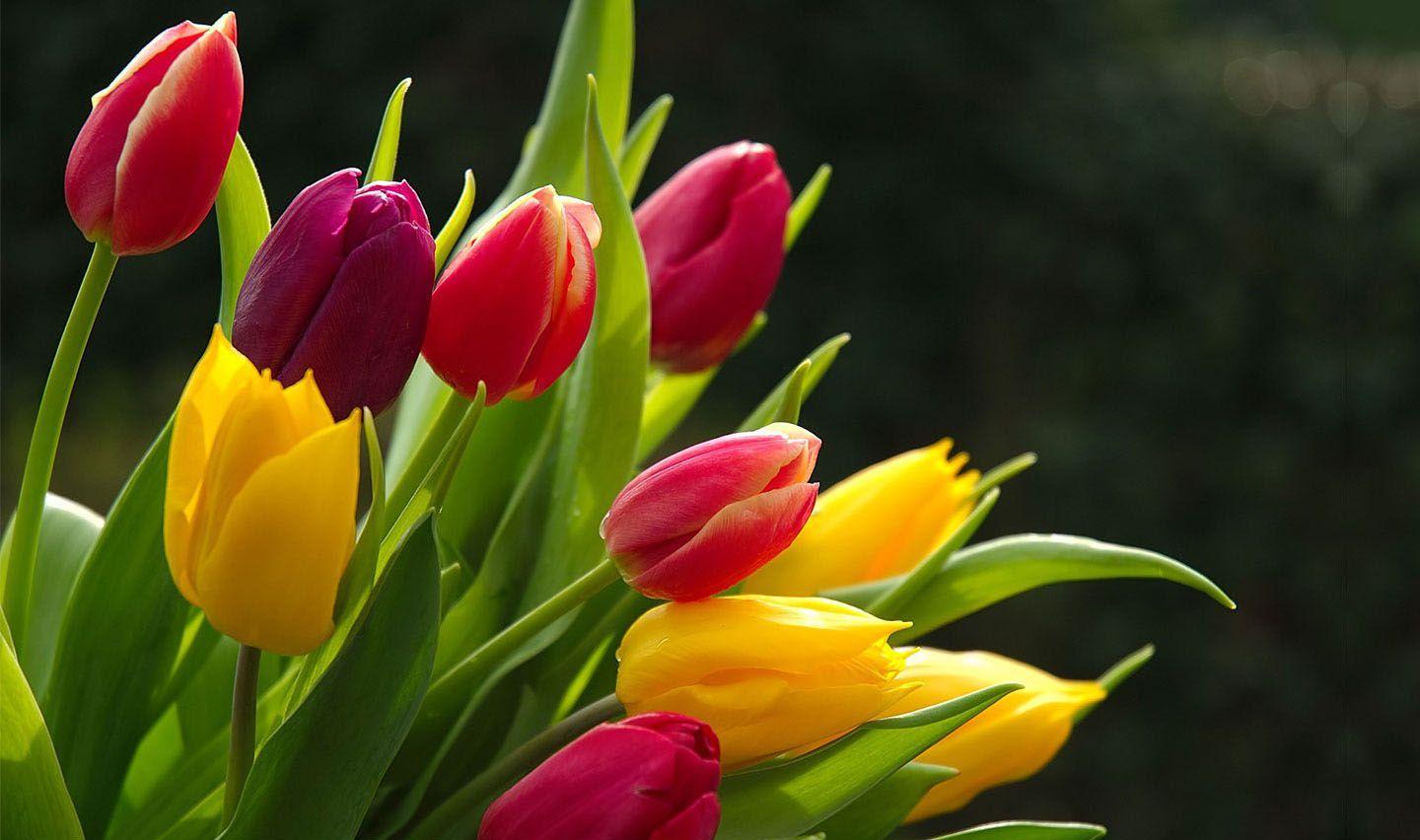 Tulip Flower Wallpapers Top Free Tulip Flower Backgrounds