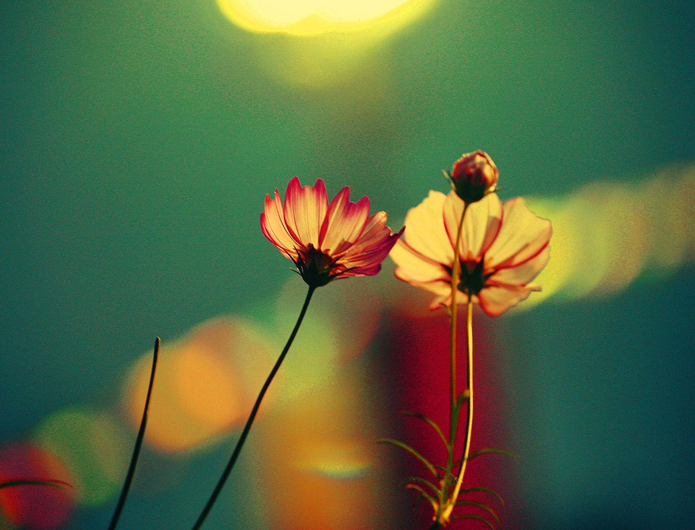 Cute Nature Dp For Whatsapp Girls dp best 61 photos are available on