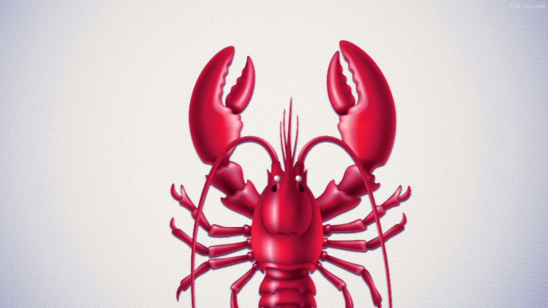 Lobster Wallpapers Top Free Lobster Backgrounds WallpaperAccess