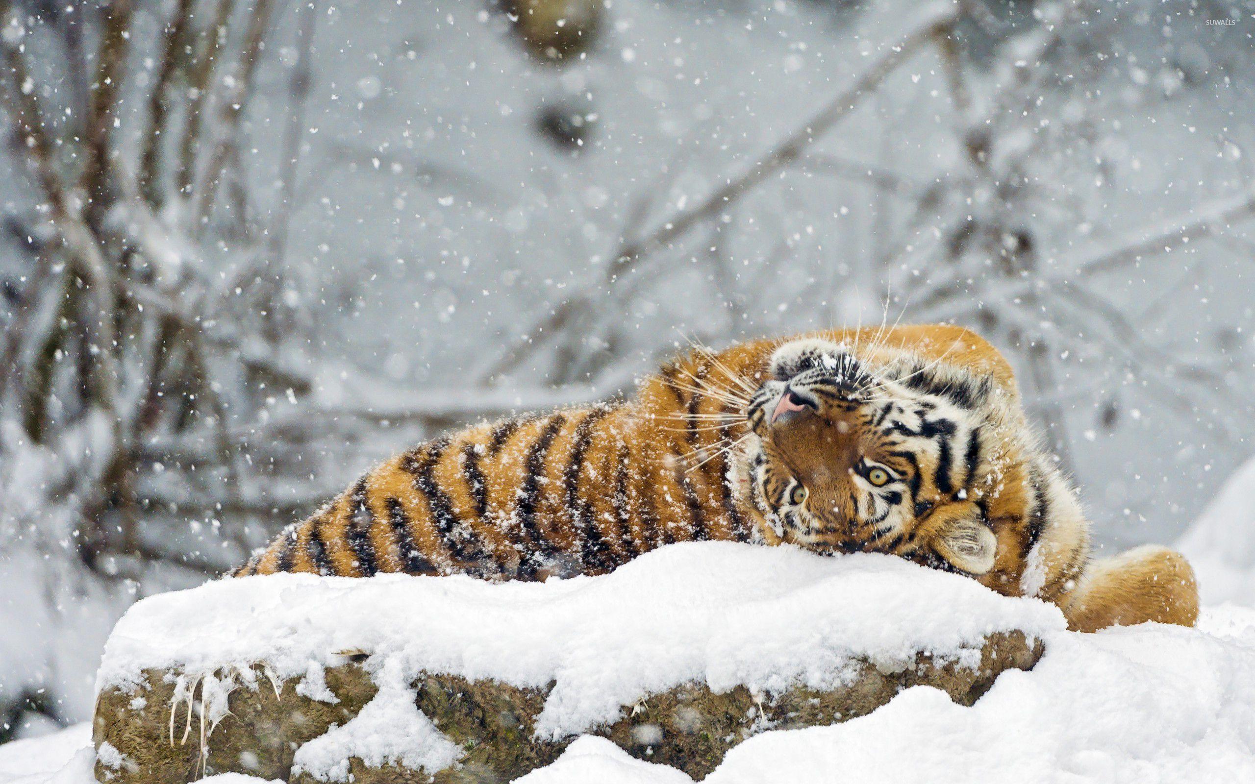 Animal Snow Wallpapers Top Free Animal Snow Backgrounds WallpaperAccess