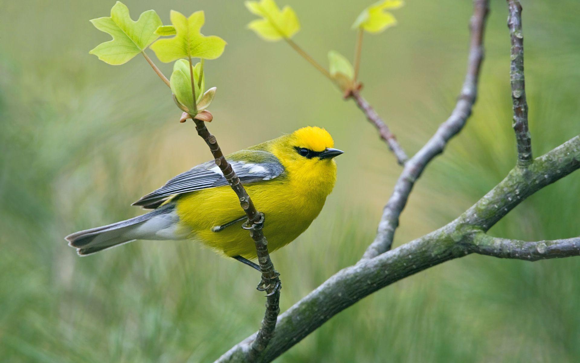 Yellow Bird Wallpapers Top Free Yellow Bird Backgrounds WallpaperAccess