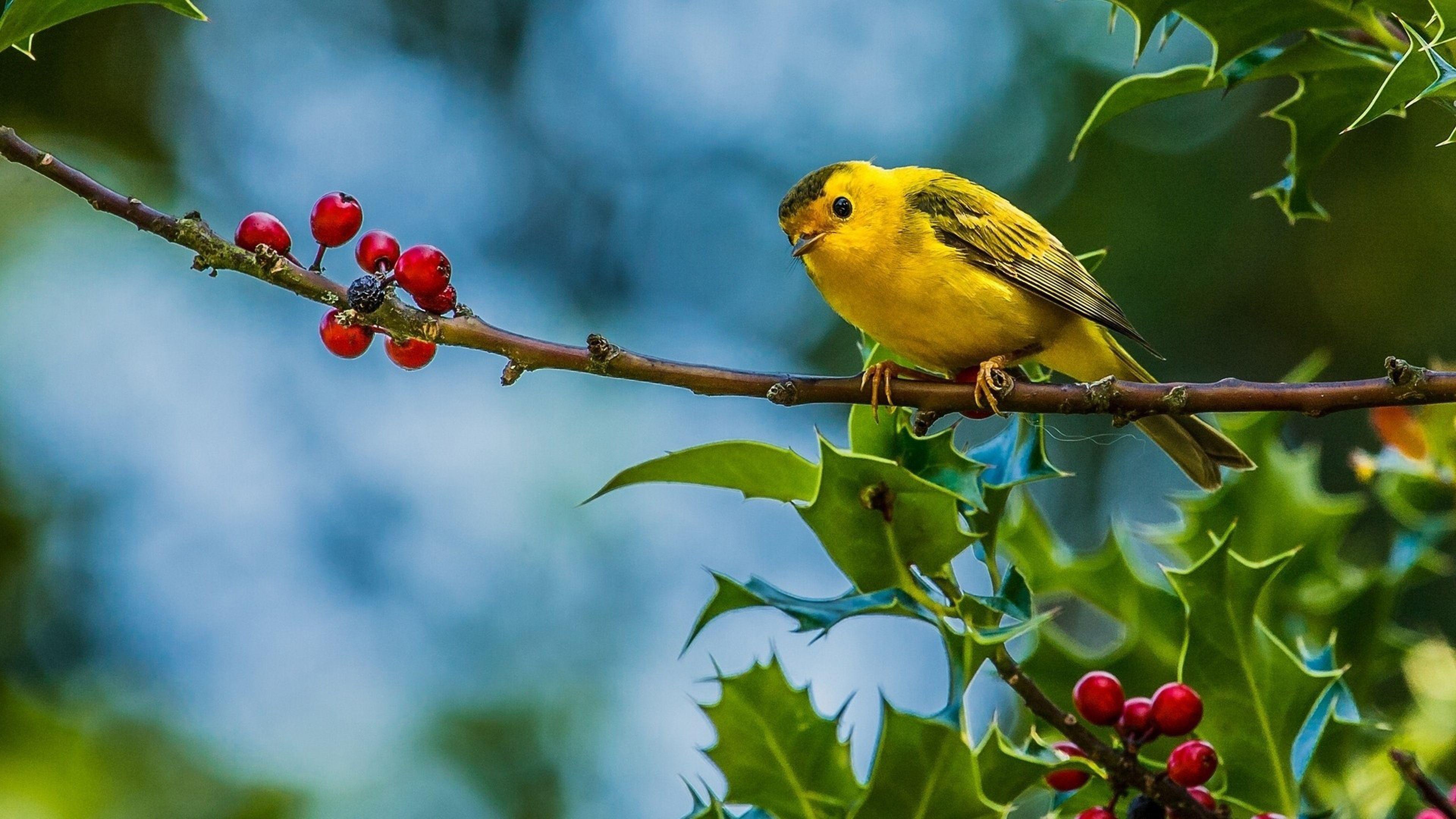 Yellow Bird Wallpapers Top Free Yellow Bird Backgrounds WallpaperAccess