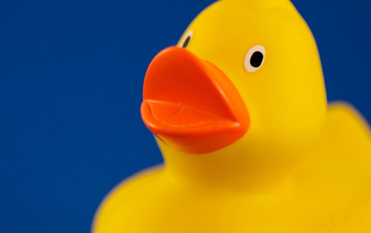 Yellow Duck Wallpapers Top Free Yellow Duck Backgrounds WallpaperAccess