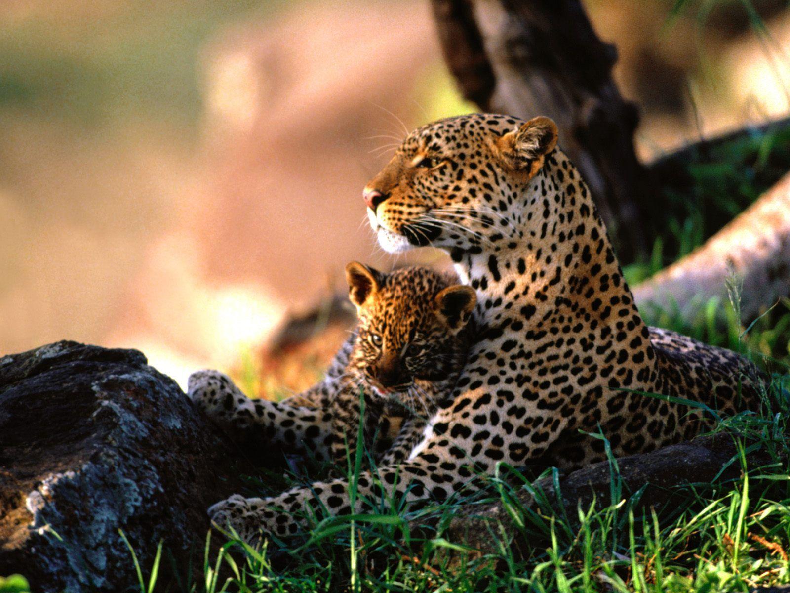 Baby Leopard Wallpapers Top Free Baby Leopard Backgrounds