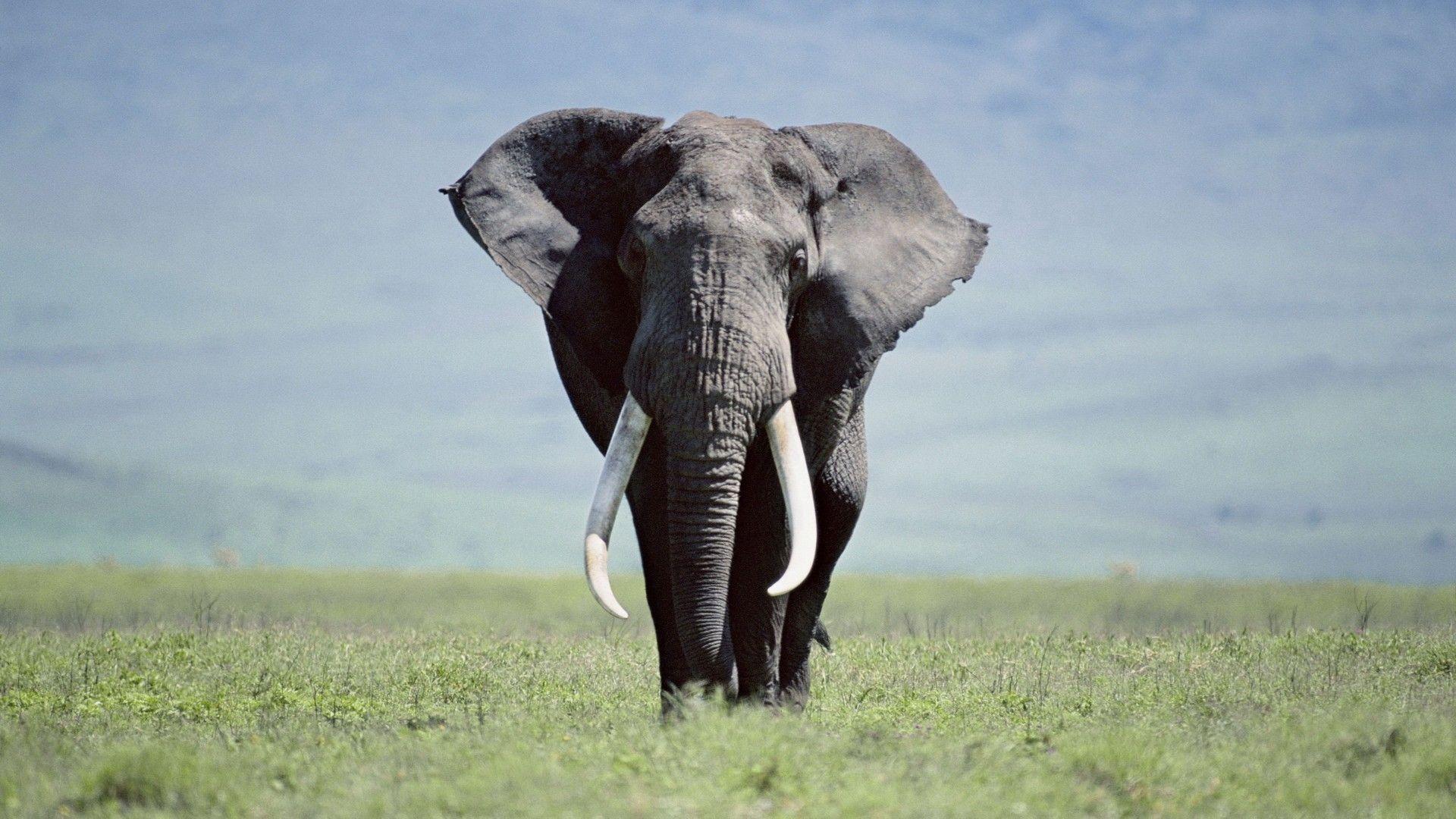 Elephant HD Wallpapers Top Free Elephant HD Backgrounds WallpaperAccess