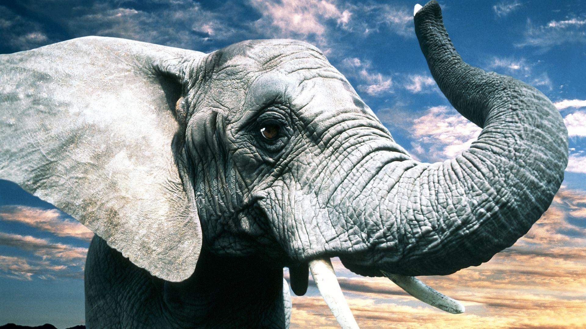Elephant HD Wallpapers Top Free Elephant HD Backgrounds WallpaperAccess