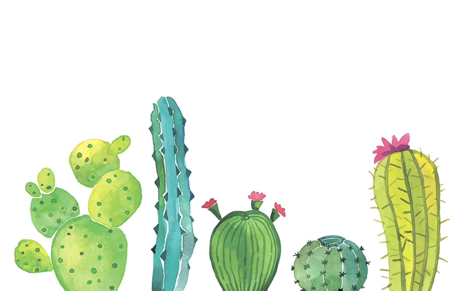 Cactus Wallpapers Top Free Cactus Backgrounds WallpaperAccess