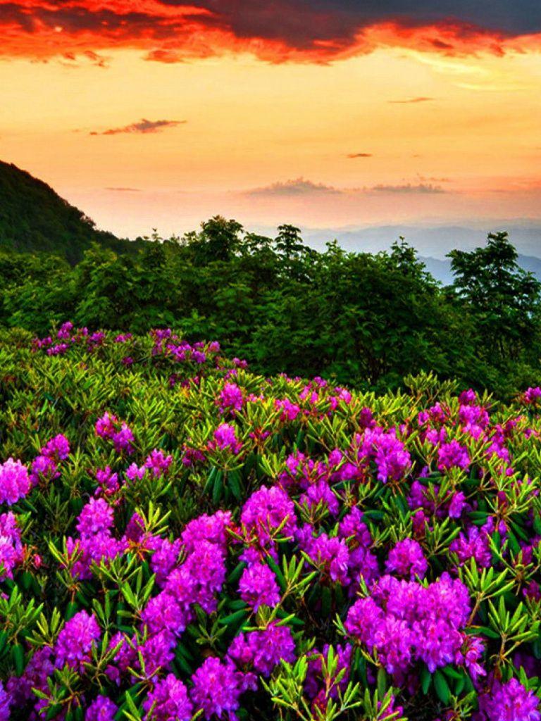 Flower iPad Wallpapers Top Free Flower iPad Backgrounds WallpaperAccess